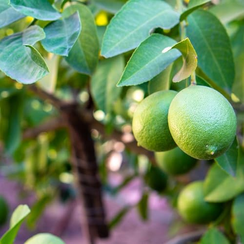 Mediterranean Fruit Collection – 4 Citrus & Fig Trees – Orange ‘Calamondin’ – Lemon – Tahiti Lime – Green Fig – 4 x 9cm Pots with 4 Grey Patio Planters by Thompson and Morgan