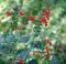 Salvia rojo semillas (Salvia coccinea) Nativo Wildflower 50 semillas