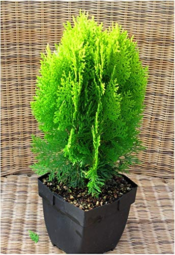 Thuja Platycladus Aurea nana - goldener Zwerg-Lebensbaum 17 cm Topf