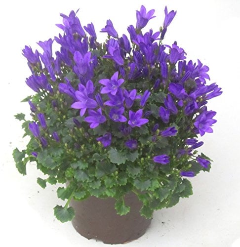 3x Campanula portenschlagiana - Dalmatiner Glockenblume blau, Polster-Staude, blühend, winterhart, wintergrün,als Balkonpflanze, Bodendecker, Steingarten- und Beet-Pflanze,sogar als Zimmerpflanze
