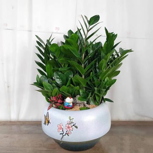 50 Pcs Glücksfeder Pflanze Samen - Zimmerpflanzen Groß, Grünpflanzen Zimmerpflanzen (Zamioculcas Zamiifolia) Kletterpflanzen Winterhart Schnellwachsend, Luftreinigende Zimmerpflanzen