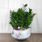50 Pcs Glücksfeder Pflanze Samen - Zimmerpflanzen Groß, Grünpflanzen Zimmerpflanzen (Zamioculcas Zamiifolia) Kletterpflanzen Winterhart Schnellwachsend, Luftreinigende Zimmerpflanzen