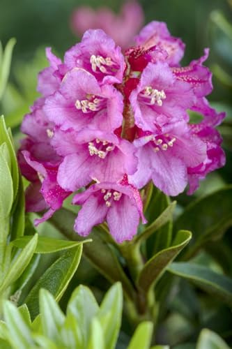 Rostrote Alpenrose Rhododendron ferrugineum 12-15 cm winterhart immergrün | Pflegeleicht, frosthart, für Beet, Kübel und Steingarten, rosa-rote Blüten, ideal für Alpenbepflanzung