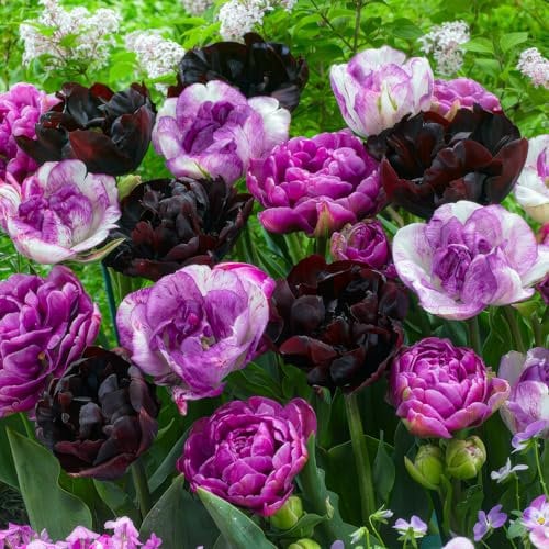 FLORIUM - Lot de 20 bulbes de tulipes violets - Collection rêve (20 bulbes) - 5 variétés/couleurs - Mélange de Hollande, robuste et durable - Décoration pour jardin, balcon, pots (pas de graines)