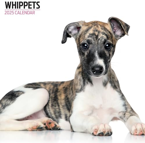 Whippets Kalender 2025 Modern