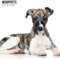 Whippets Kalender 2025 Modern