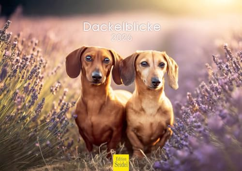 Edition Seidel Premium Kalender Dackelblicke 2026 Format DIN A4 Wandkalender Hundekalender Hund Welpe Hunderasse Haustier Jagd
