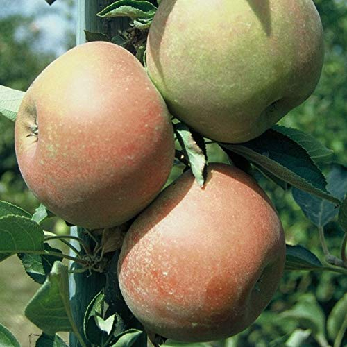 Apfelbaum Holsteiner Cox Herbstapfel Backapfel Apfel Zwergbaum ca. 110-140 cm 7,5 L Topfballen M26
