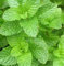 CUSHY Heirloom 200 Graines de menthe verte Mentha spicata menthe pouliot plante herbacée vivace Graines de fleurs A019