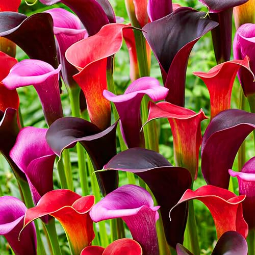 Collection de bulbes de lys Calla Violet & noir & rouge, Zantedeschia, 5 vrais et grands bulbes, portant plus de 5 fleurs, idéal pour plante de jardin en pot, fleurs de Hollande
