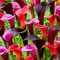 Lila & Schwarze & Rote Calla Lilie Blumenzwiebeln Kollektion, Zantedeschia Zwiebel, 5 echte und große Zwiebeln die mehr als 5 Blüten tragen, ideale für den Topf, aus Holland