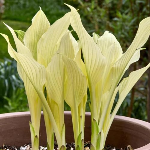funkien winterhart - hosta zimmerpflanzen stauden 120samen