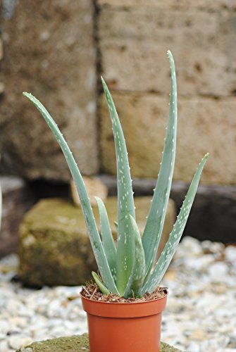 Echte Aloe Vera, 12cm Topf, ca. 40 cm Gesamthöhe (3 Pflanzen)