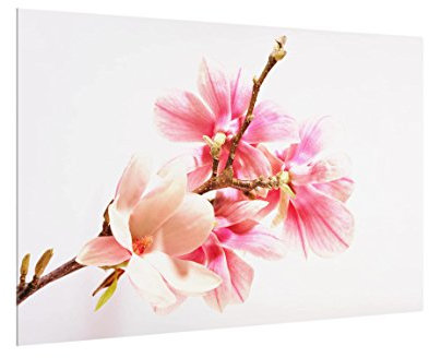 Spritzschutz Glas - Magnolienblüten 59 x 90 cm Küchen Sicherheitsglas