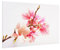 Spritzschutz Glas - Magnolienblüten 59 x 90 cm Küchen Sicherheitsglas