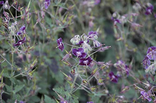 Brauner Storchschnabel 'Samobor' im Topf Geranium phaeum Bodendecker | Geranium phaeum, dunkelviolette Blüten Mai-Juni, Bronzelaub, halbschattig, Bodendecker, winterhart bis -20 °C