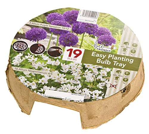 GreenBrokers Easy Planting Tray Alliums (19 Bulbs) Bee Friendly, Purple & White