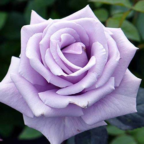 10 semi di rosa tea ibridi in argento sterling