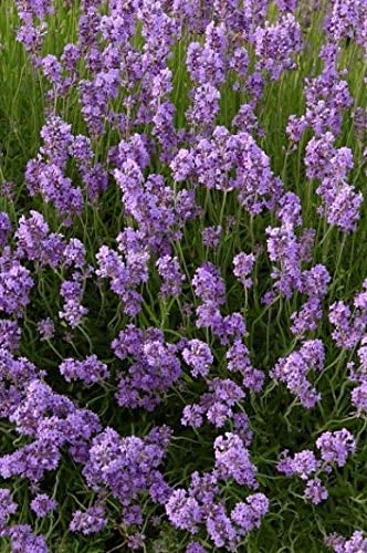 Lavendel 12 Stk. Dwarf Blue Echter Lavendula Hecke, Bodendecker, T9x9 x