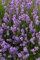 Lavendel 12 Stk. Dwarf Blue Echter Lavendula Hecke, Bodendecker, T9x9 x