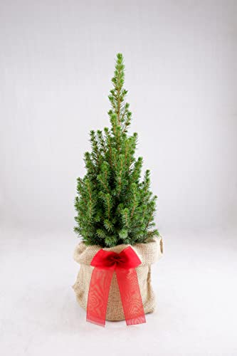 Picea glauca 'Perfecta' Pot Grown Christmas Tree - Hessian Gift Wrap and Bow - in 13cm Pot 55-65cm in Height (Hessian Gift Wrap)
