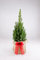 Picea glauca 'Perfecta' Pot Grown Christmas Tree - Hessian Gift Wrap and Bow - in 13cm Pot 55-65cm in Height (Hessian Gift Wrap)