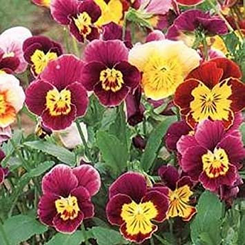 Viola cornuta (Viola cornuta a fiore grande) Bambini Mix - 50 semi:Grani