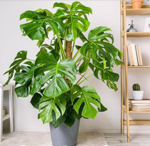 Monstera altíssima vaso 22cm fino alta 1,50mt verde in salute Made in Italy Terre di Romagna