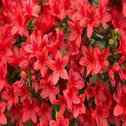 100 semi di fiori di azalea rossa