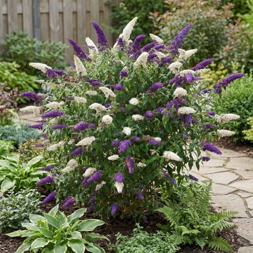 Bloomique - Buddleja Davidii Duo Purple White - Buddleja davidii - Piante da giardino - Resistenti - Altezza 30-40 cm - Vaso 17 cm