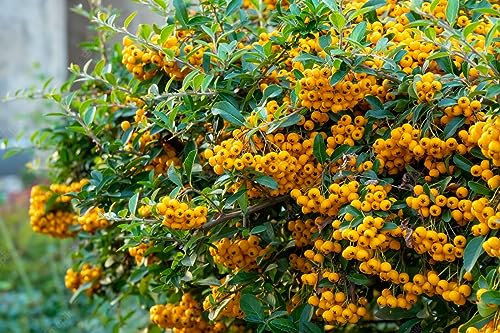 Piracanta gialla Pyracantha coccinea Soleil D'or Agazzino pianta da siepe sempreverde in vaso ø17 cm h. 150 cm circa con canna Vivaio di Castelletto