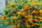 Piracanta gialla Pyracantha coccinea Soleil D'or Agazzino pianta da siepe sempreverde in vaso ø17 cm h. 150 cm circa con canna Vivaio di Castelletto