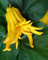 Plante de Cèdre MAIN DE BUDDHA Citrus Medica var. Sarcodactylis - en pot : Ø 22 cm - H. 80/90 cm