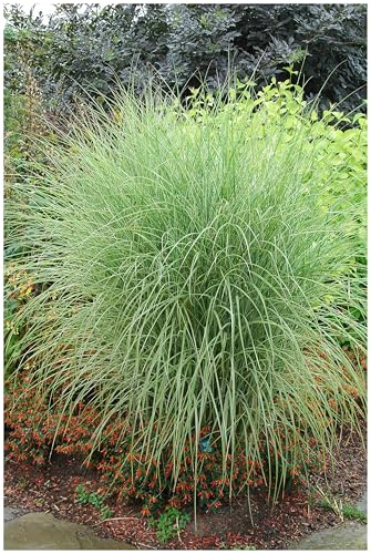 Stauden Gänge 1 x Miscanthus sinensis 'Morning Light' Buntes Chinaschilf | Buntes Ziergras für Sonne, Blüte August bis Oktober, mehrjährig, 1 L Topf (11x11 cm)