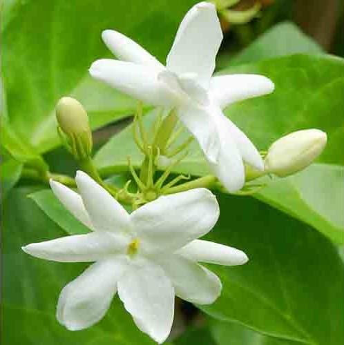 Nouveau frais 100pcs graines de fleurs de jasmin blanc