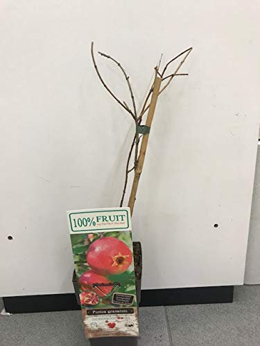 Pianta di Melograno Punica Granatum