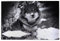 1000 Stück Puzzle, Wolf im Schnee Spaß Lernspielzeug Lernspiele Home Decoration Puzzle, 75X50CM