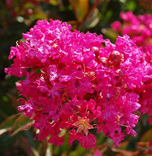 Hochstamm Chinesische Kräuselmyrte Berry Dazzle® 80-100cm - Lagerstroemia indica - lebende Gartenpflanze aus den Baumschulen