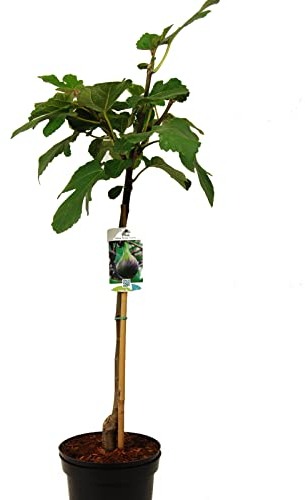 Ficus carica Brown Turkey oder Feige auf Stamm