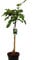 Ficus carica Brown Turkey oder Feige auf Stamm