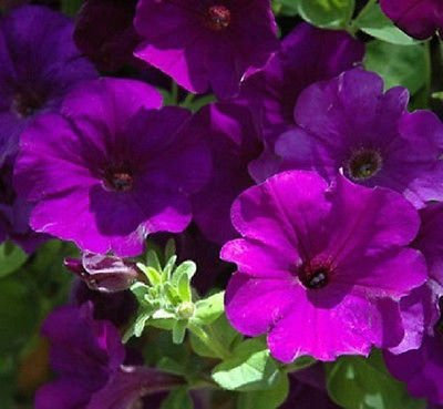 Ponak Neue frische 25 Stück violette Petunien-Blumensamen