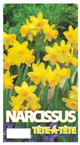 Narzissen Tete-A-Tete Bio, winterharte Blumenzwiebeln für Garten und Balkon (150)