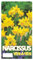 Narzissen Tete-A-Tete Bio, winterharte Blumenzwiebeln für Garten und Balkon (150)