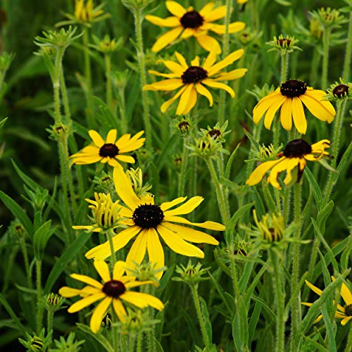 Blumixx Stauden Rudbeckia missouriensis – Missouri-Sonnenhut, gelb blühend, winterharte Staude, insektenfreundlich, für Naturgarten