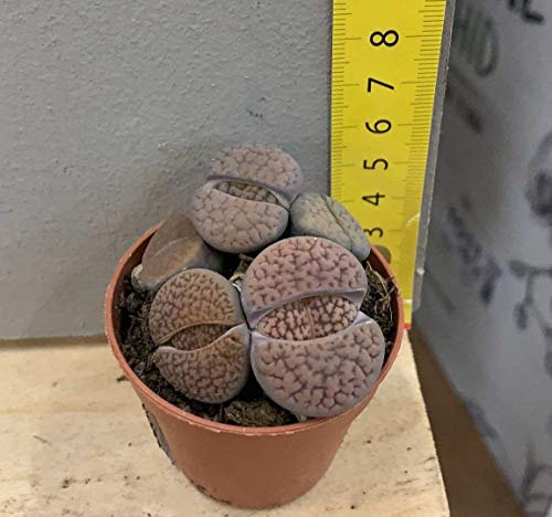 Planta de Lithops, color surtido, maceta de 5,5 cm o piedra viva, cantidad 1