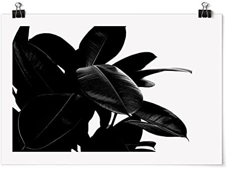 Bilderwelten Poster - Gummibaum Blätter Schwarz Weiß - Querformat 2:3 Matt 80cm x 120cm