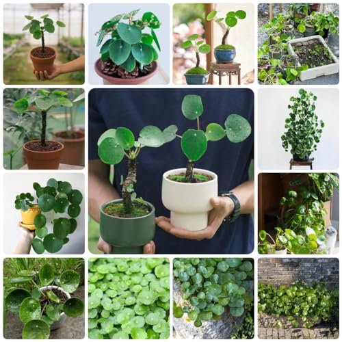 200 pcs Pilea peperomioides pflanze samen - kräutergarten küche bonsai topf wildkräuter samen pflanztöpfe kleine geschenke pflanzenkübel kräuterbeet winterfeste pflanzen für balkon