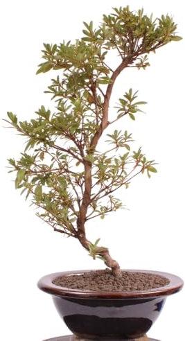 Bonsai - Jap. Satsuki Azalee 'Tateyama-no-Yuki', Rhododendron indicum 218/141