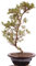 Bonsai - Jap. Satsuki Azalee 'Tateyama-no-Yuki', Rhododendron indicum 218/141