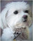 YSCOLOR Diamant Painting 5D Diamant Malerei Full Drill Strass Stickerei Kunst Malteser Hund Restaurant Wanddekoration 30x40cm